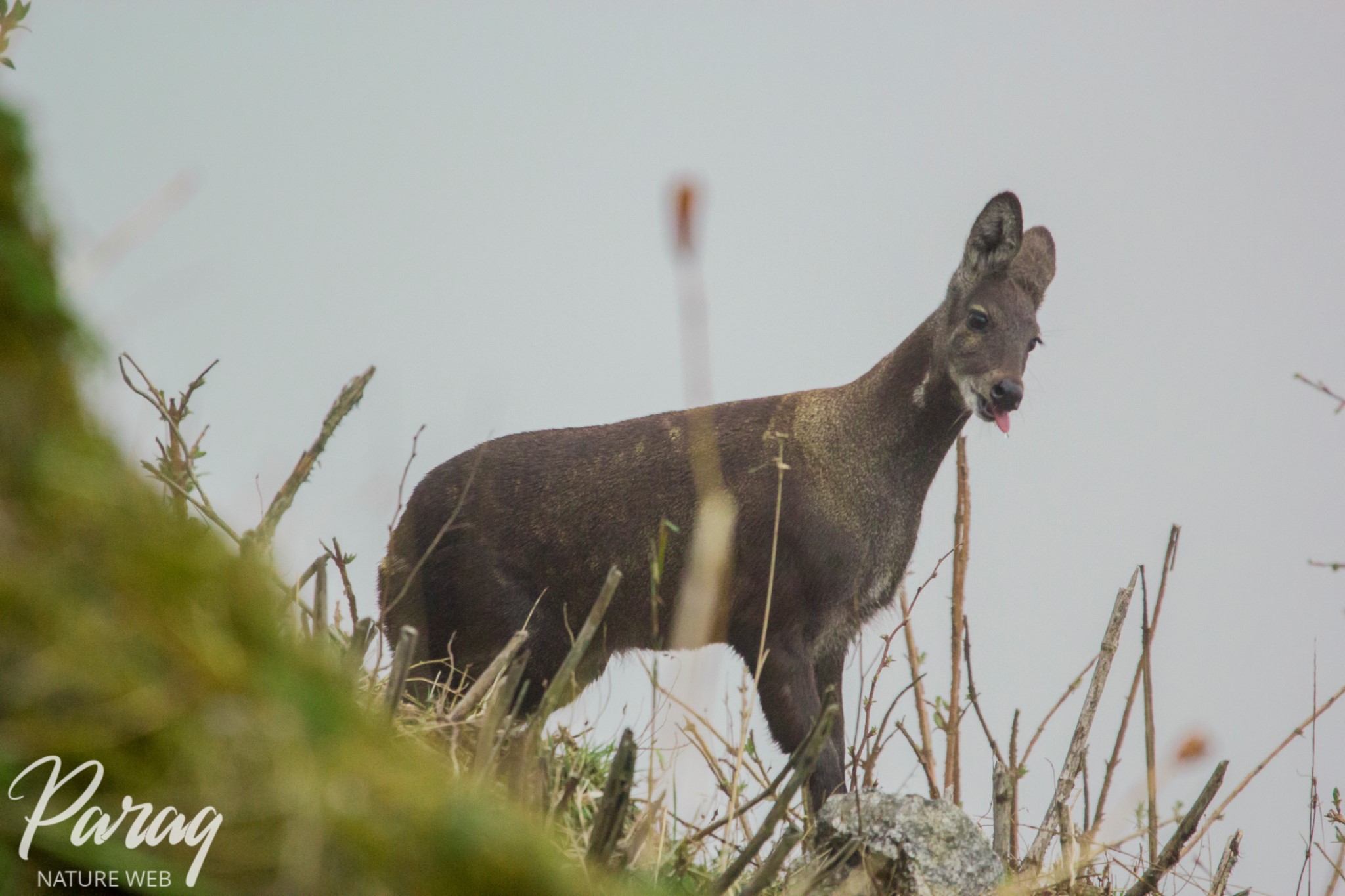 Musk Deer